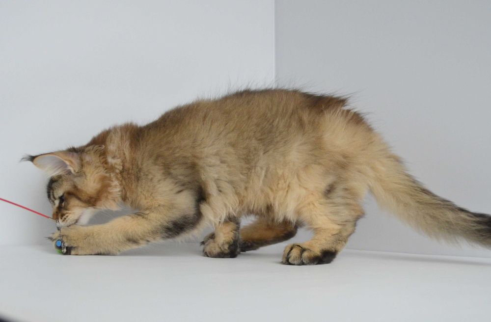 Мейн кун. Мальчик Neo 3мес.