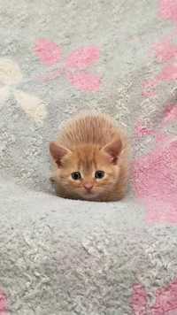 Маленькие руде кошенятко
