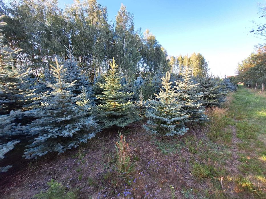 Choinki Świerk Srebry plantacja