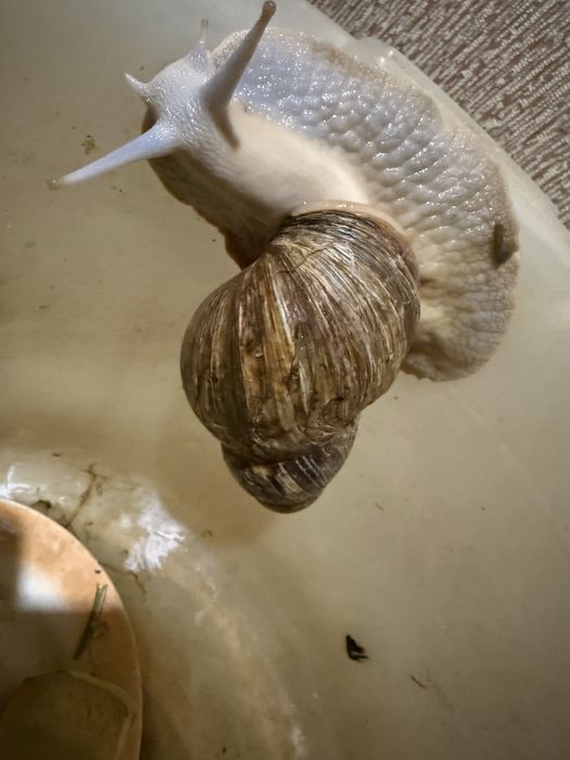 Продам улиток ( косметические, лечебные)