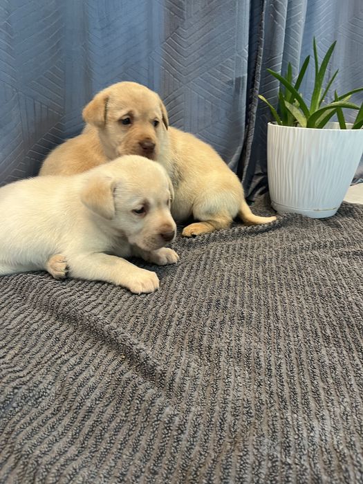 Szczeniak labrador retriever