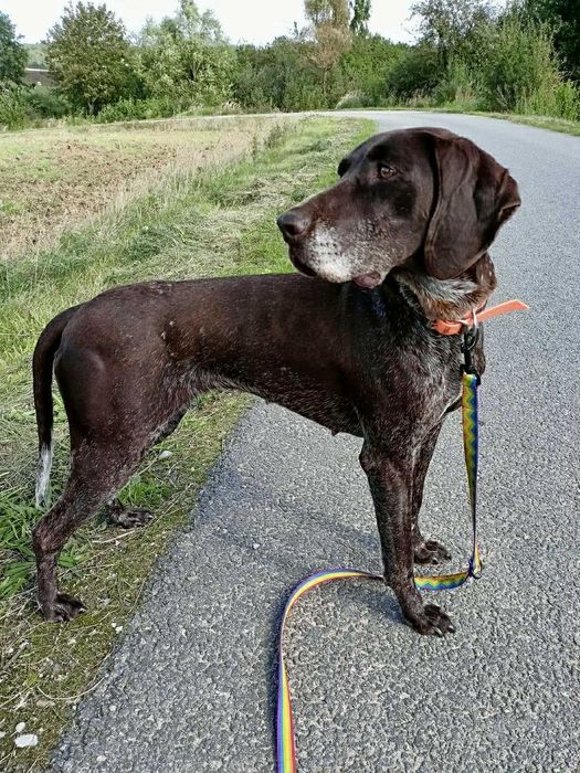 Kika - wyżlica do adopcji
