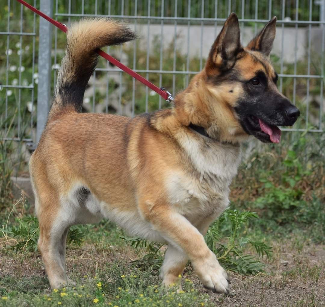 Scooby szuka kochającego domu