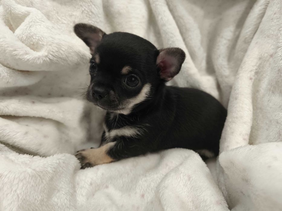 Cudowny chłopiec chihuahua