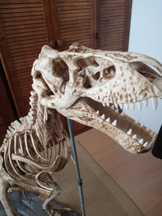 Esqueleto dinossauro T- Rex