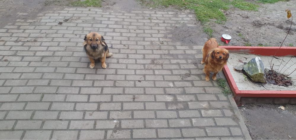 Pieski male szczenieta