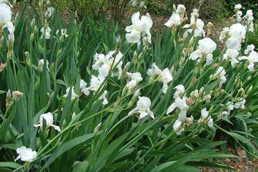 Iris germanica flor branca ou azul