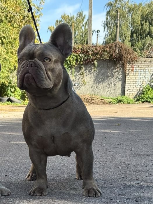 Французкие бульдоги