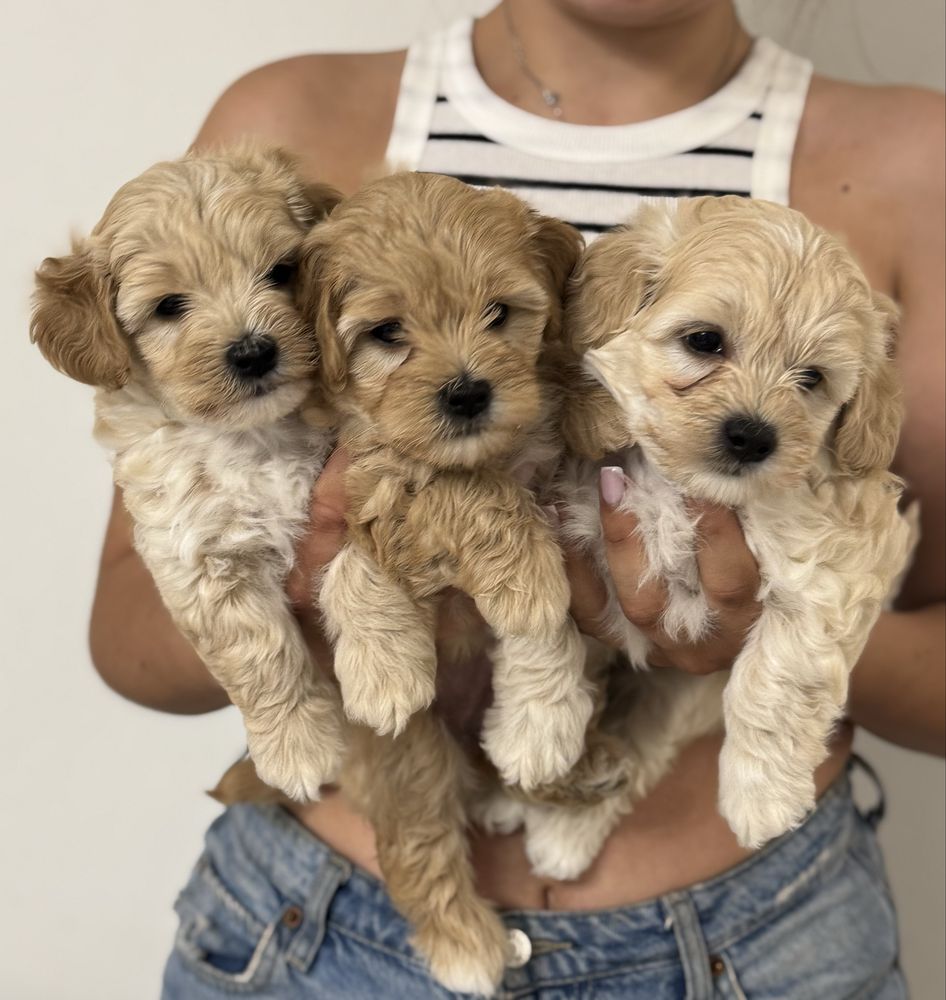 Мальтіпу ф1 пудель, мальтезе, мальтипу maltipoo