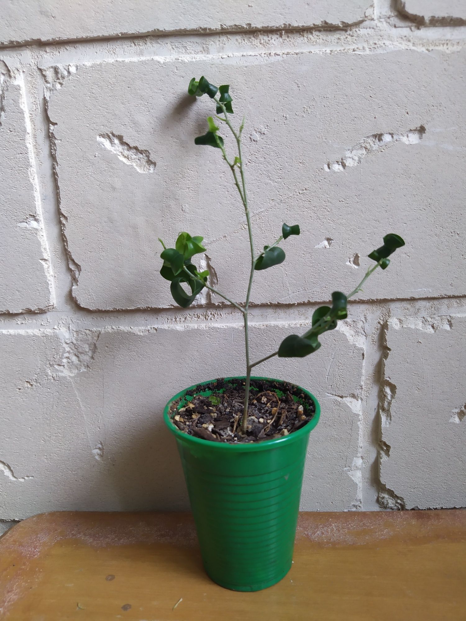 Fikus ficus benjamina barok