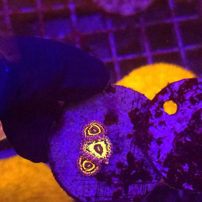 Zoanthus Zoa Stratosphere 3 polipy