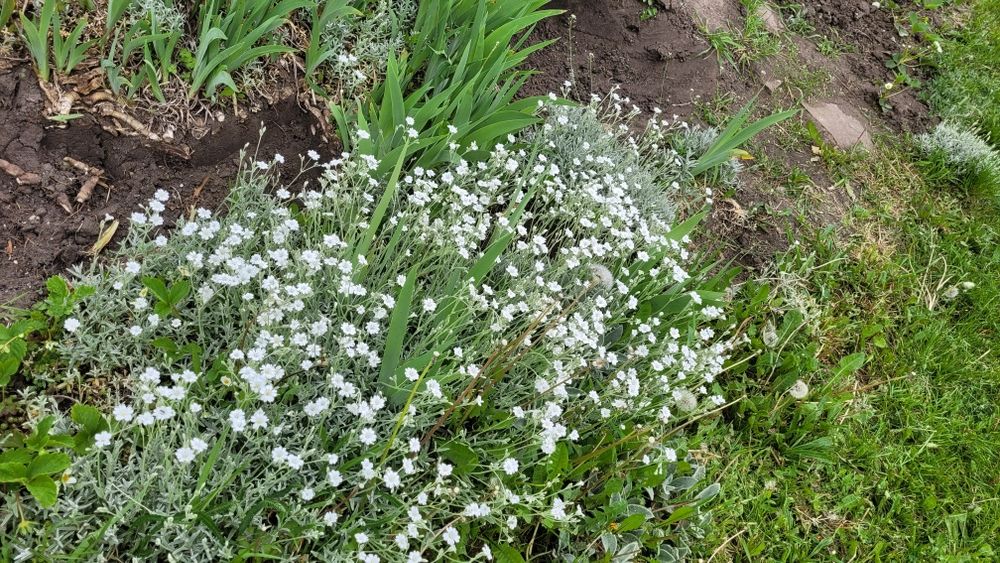 Ясколка. Трава. Самовивіз.