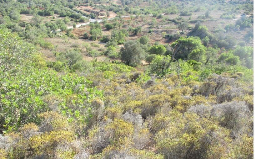 Terreno rustico em S. Sebastião - Loulé