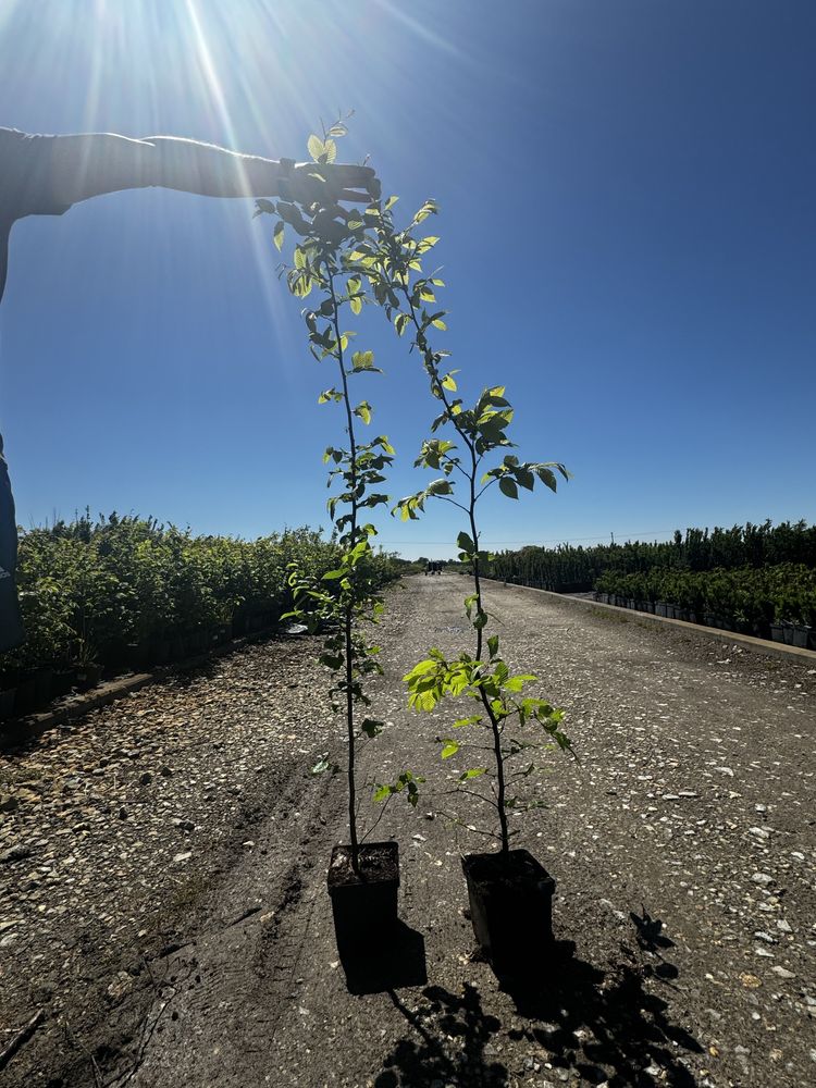 Grab Pospolity Na Żywopłot Carpinus Betulus Sadzonki Doniczka