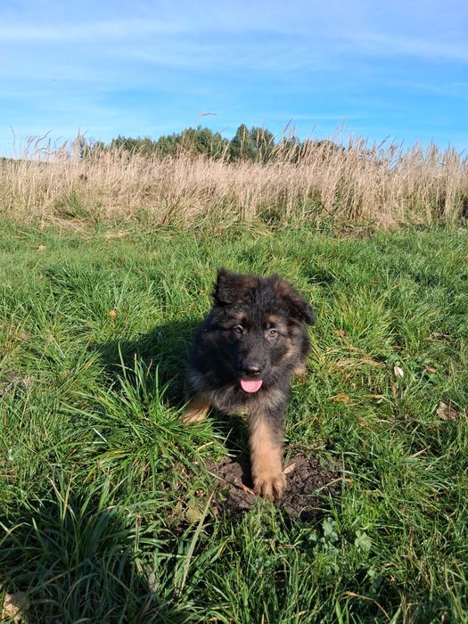 Owczarek niemiecki długowłosy śliczne szczenięta