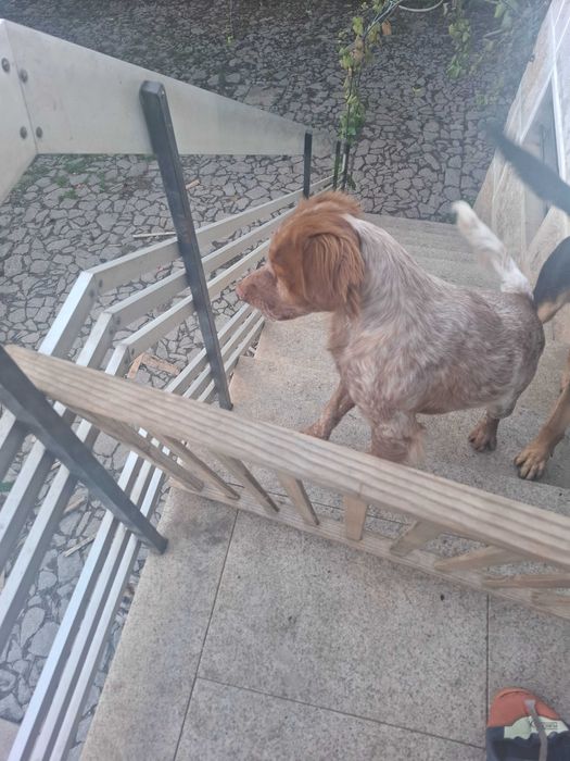 Dá-se cao muito meigo - reservado