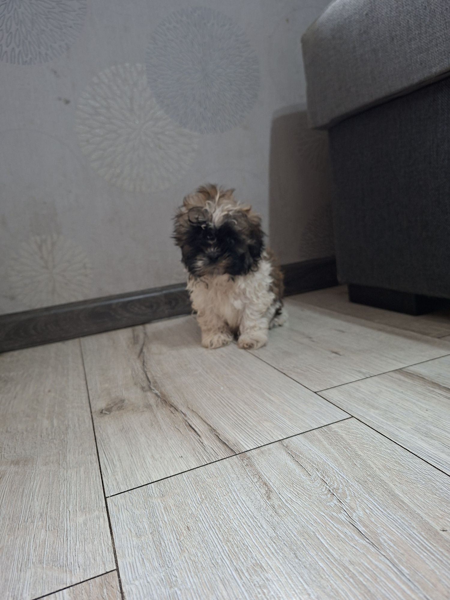 Shih Tzu  chłopak