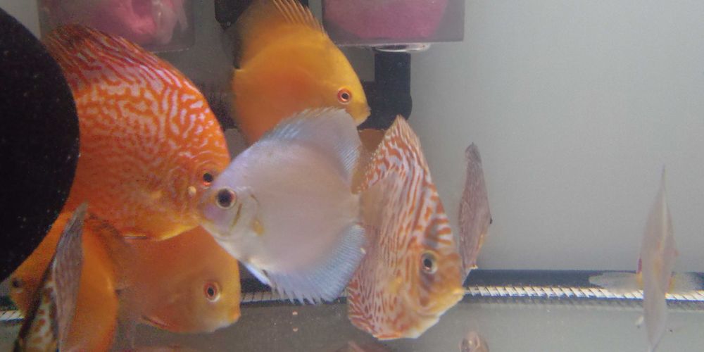 GB Dyskowce blue diamond 4 - 4.5cm