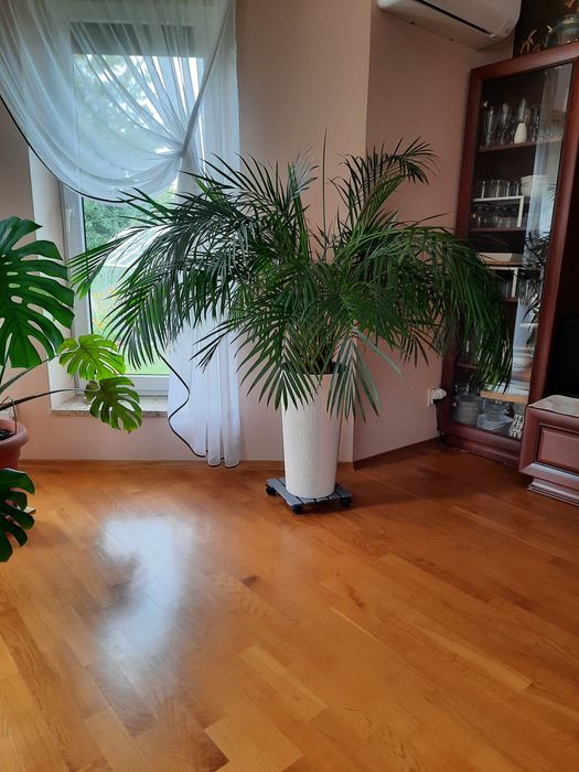 Sprzedam palmę chamendora