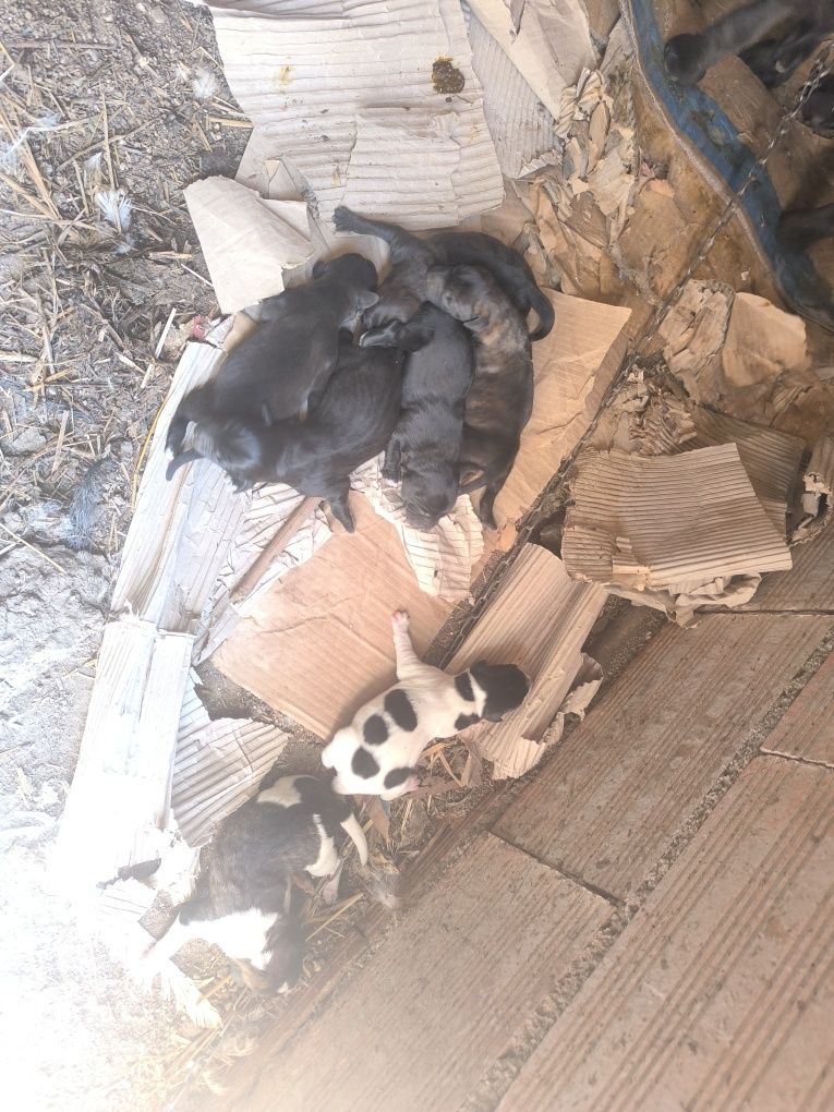 Cães para adoção