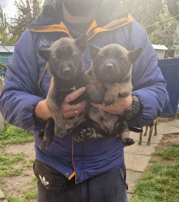 Щенки Малинуа Бельгийская овчарка