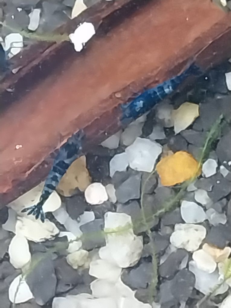 Krewetki blue Velvet