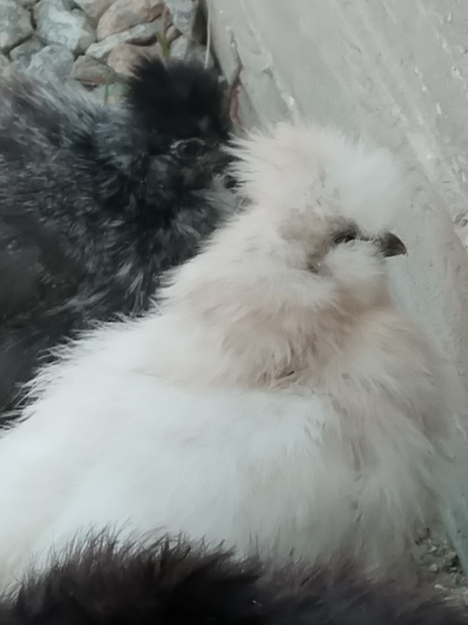 Китайська шовкова, silkie