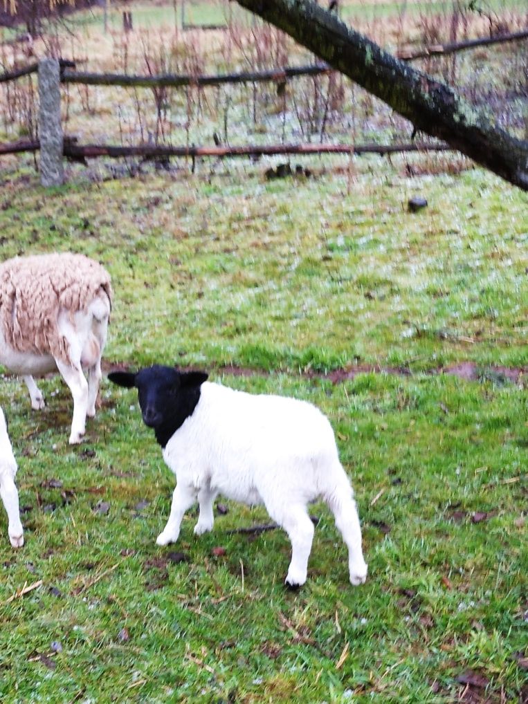 Dorper baranek plus owieczka 100% czysta rasa