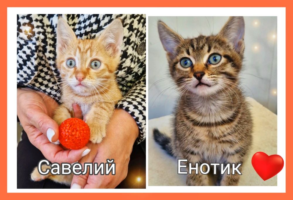 Братики котята ищут дом!
