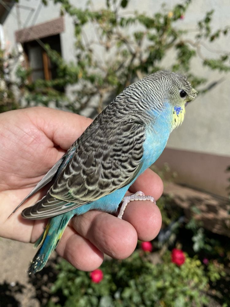 Periquito domesticado com gaiola exclusividade