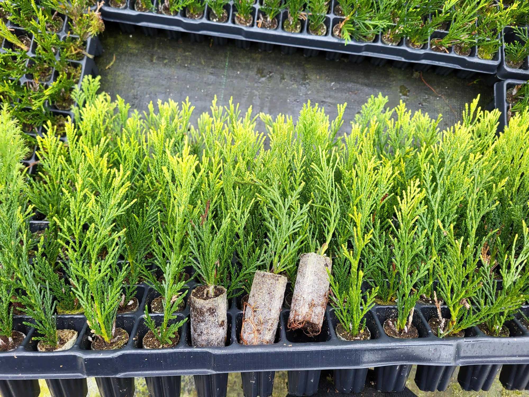Cyprysowiec Leylanda, LEYLANDII, w multipaletach