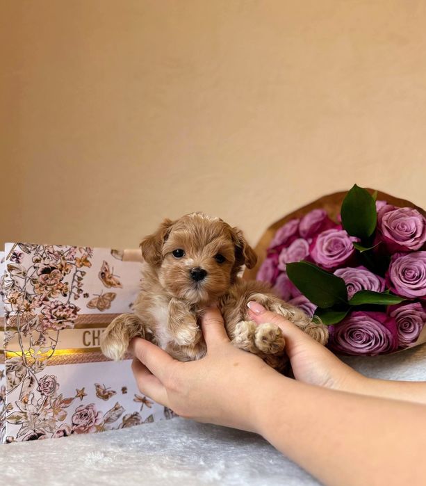 Мальтипу Ф1 мини мальчик