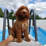 Goldendoodle F1b. Лабрадудль. Хлопчик. Київ