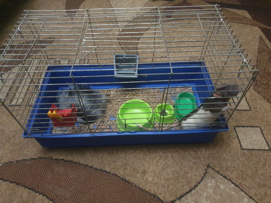 Криса, пацюк ручний з кліткою в добрі руки.