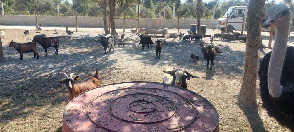 Animais de quinta 5€\kg