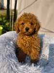 Maltipoo chłopiec