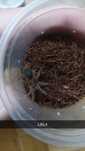 Grammostola pulchripes L3/L4