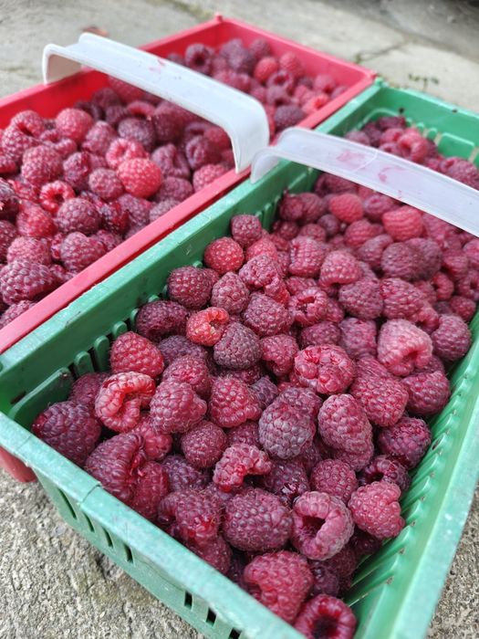 Maliny owoce Lutcza