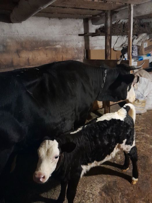 Молода теличка для тримання#теличка#корова#верховина#косів#корівка