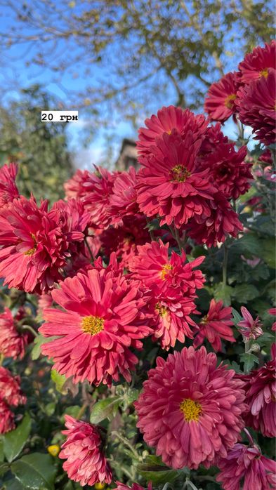 Акція!!! Всі по 30 грн. Хризантеми різних видів