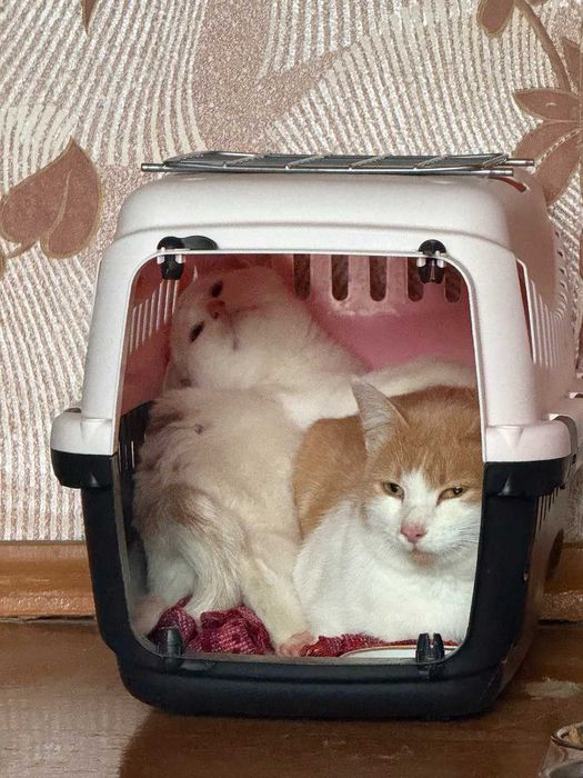 Віддам в добрі руки кошенята та кішку.