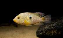 Ziemiojad Geophagus Iporangensis - SKALMAR Sklep Akwarysty