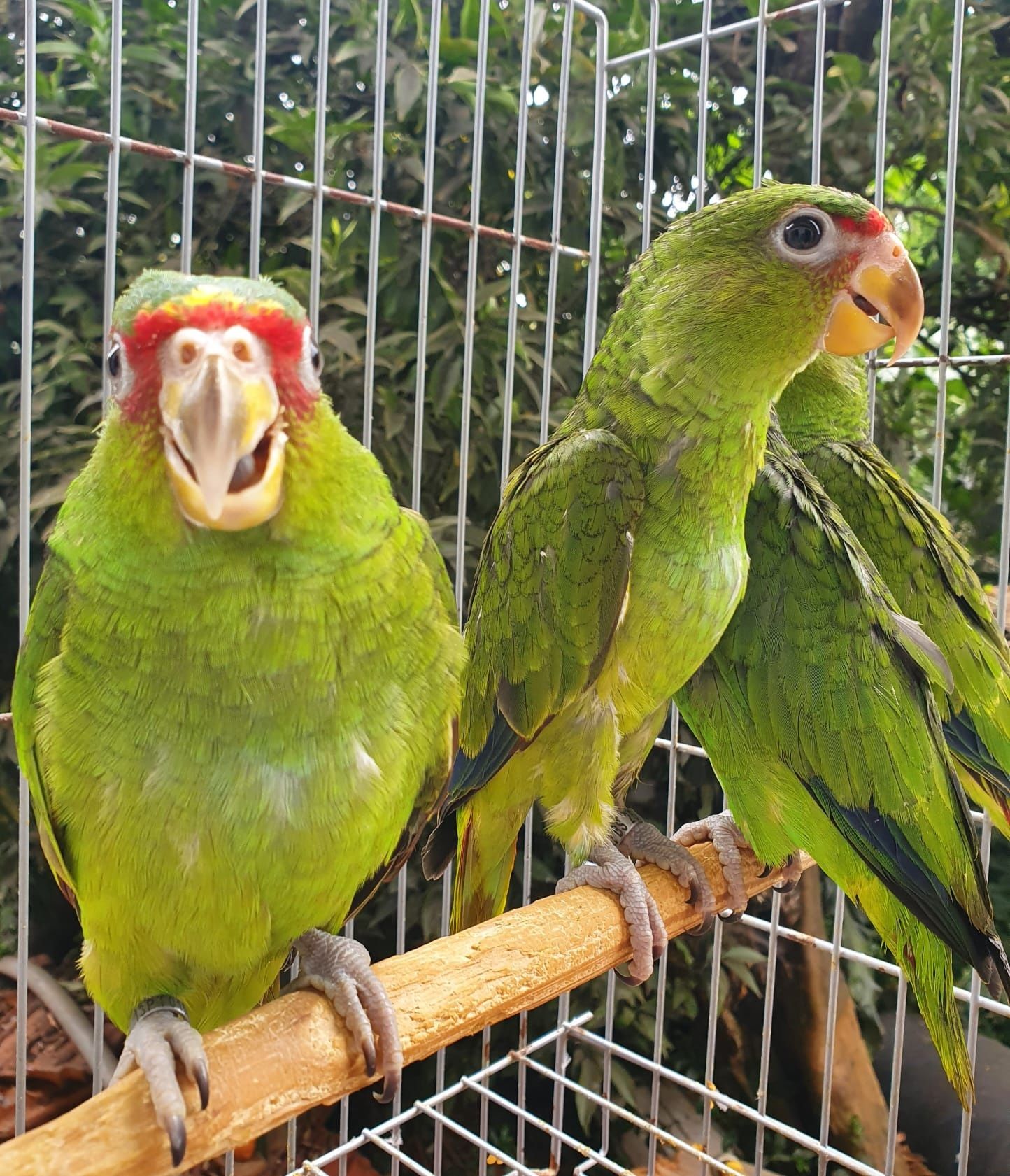 Amazona Albifron