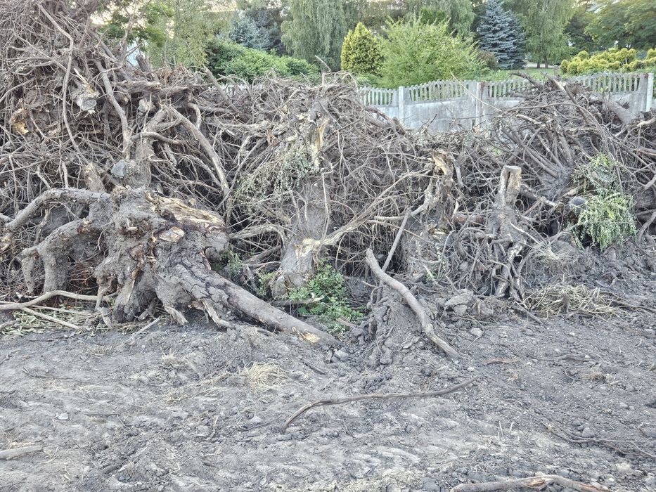 Korzenie po wyrwaniu oddam za darmo