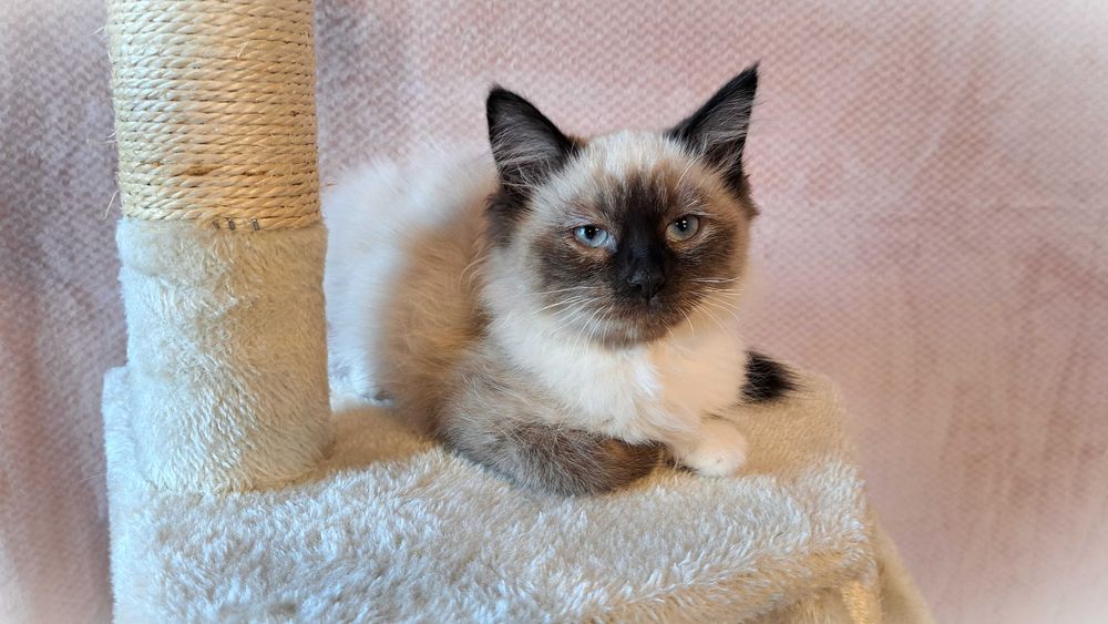 Kotka Neva Masquerade – czerwona obróżka, Oriana