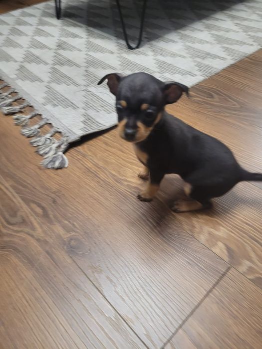 Oddam pieski w dobre ręce