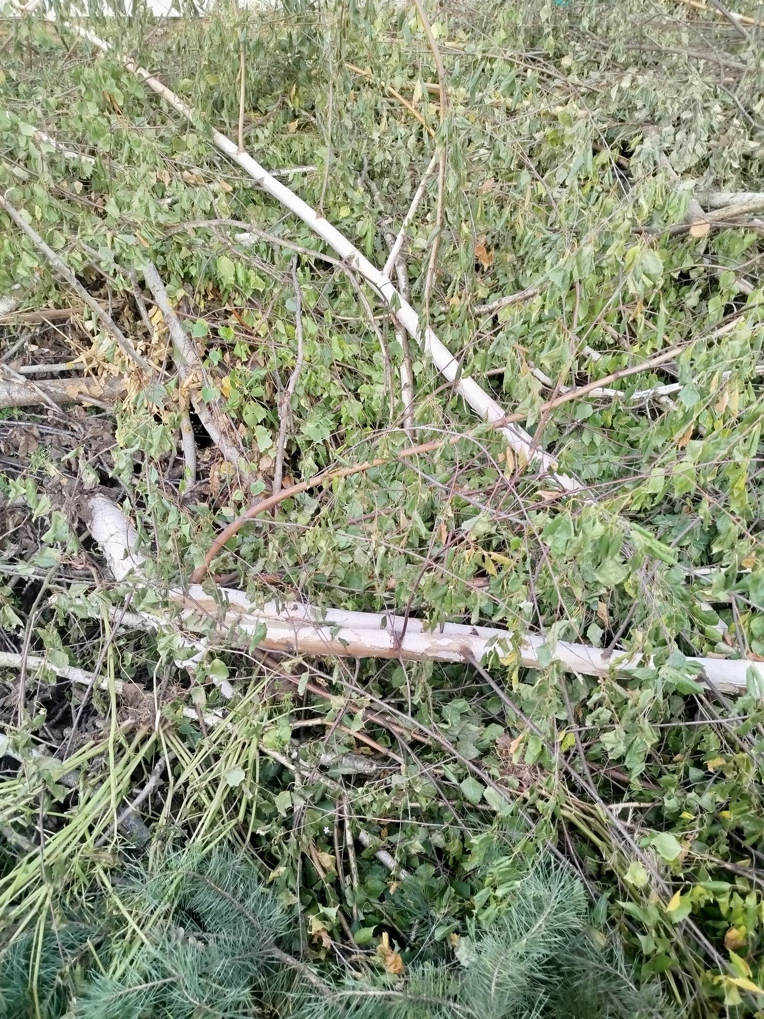 Oddam drzewa gratis