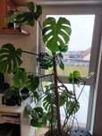 Monstera, duża, roślina.