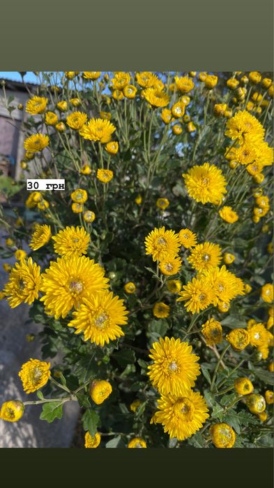 Акція!!! Всі по 30 грн. Хризантеми різних видів