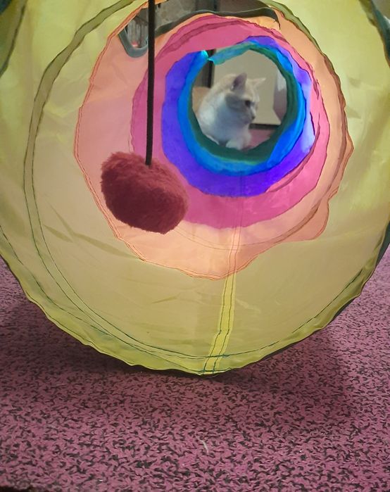 Кошачий тоннель для кота новий тонель для кішки